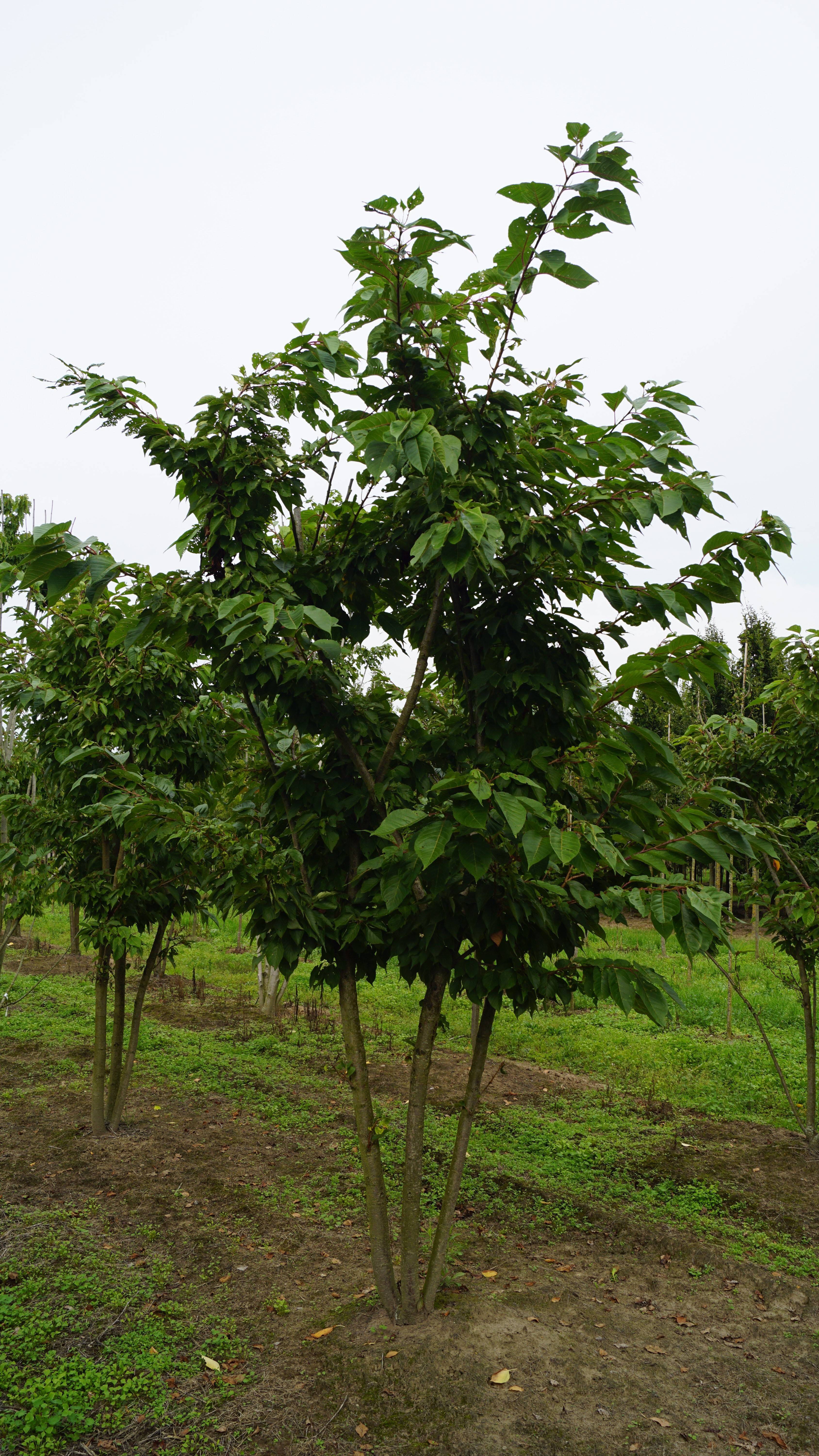Prunus serrulata 'Fugenzo' (7)